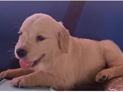 Safkan golden retriever yavrularımız