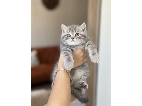 Top kafa pofuduk british shorthair yavrum