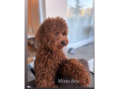 14 aylık bebek dostu poodle