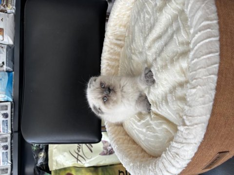 Blue point erkek scottish fold bebeğimiz