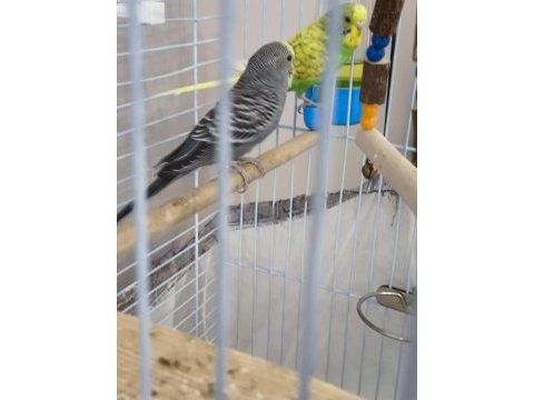 4 aylık bir dişi bir erkek muhabbet kuşları