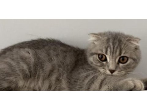 4 nisan doğumlu dişi scottish fold