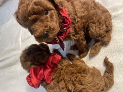 Teacup poodle red brown 2 aylık