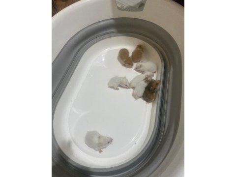 Hamster yavrularımız