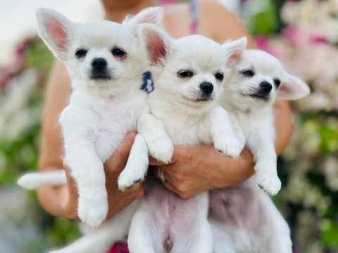 Irkının en iyisi ödüllü chihuahua yavru