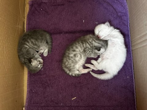 Safkan kedimizin yavruları