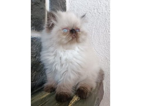 2 buçuk aylık safkan iran