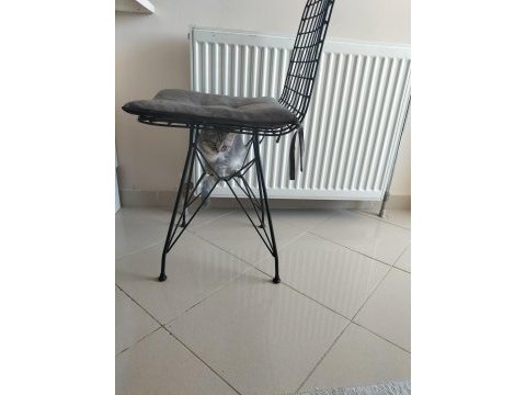 3 aylık british yavrumuz sahibini bekliyor