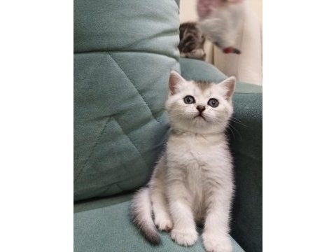 British shorthair silver point yavrular iki aylık