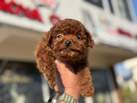 Petmode köpek çiftliğinden tea cup kore poodle