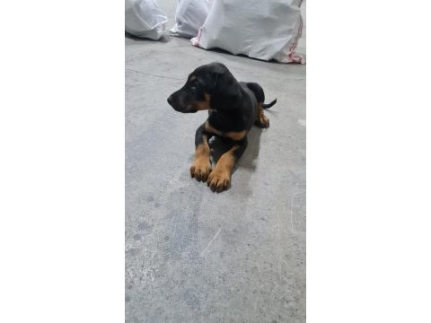 A kalite doberman yavrusu