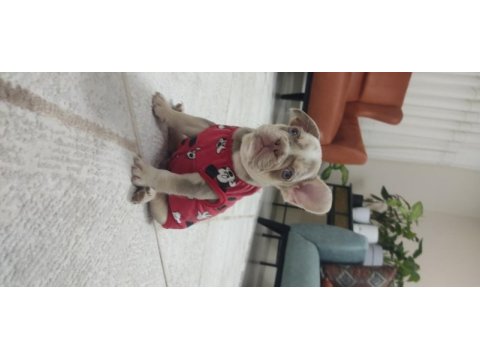French bulldog egzotik yavrular