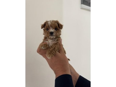 Ev üretimi gerçek teacup maltipoo