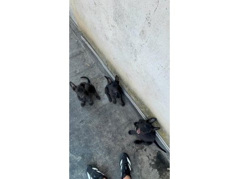 Irk ve sağlık garantili belçika kurdu bebekler
