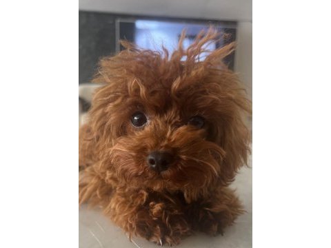 2 aylık toy poodle