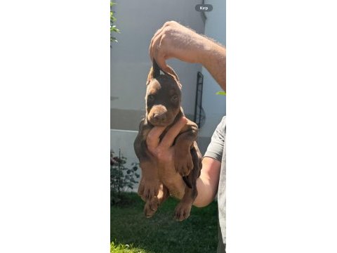 Sağlıklı orjinal doberman