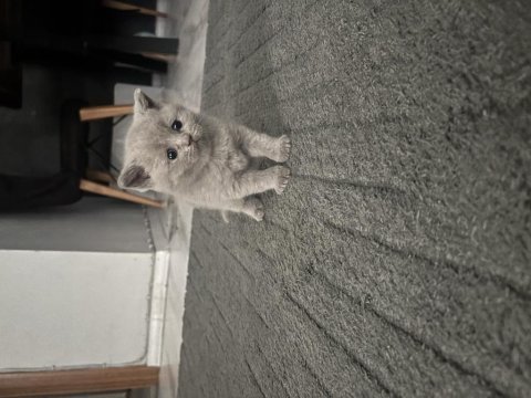 Süper kalite teddy bear british shorthair