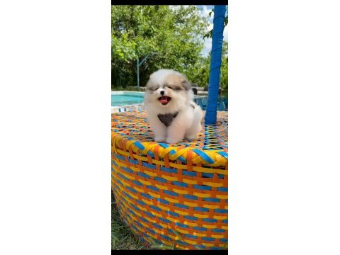 Her renk her cinsten pomeranian yavrular