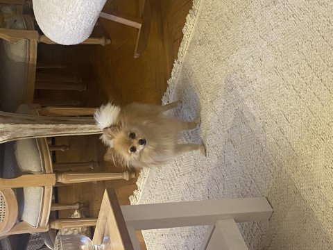 Pomeranian dişi 1 yaşında