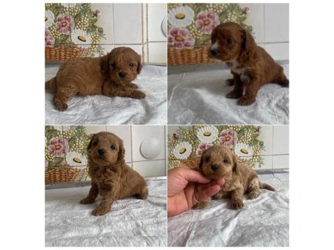 Teacup ve 0 no maltipoo bebeklerim