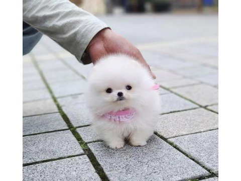 Teddy bear pomeranian boo yavrumuz