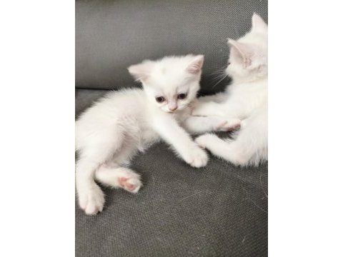 British shorthair 2 adet dişi