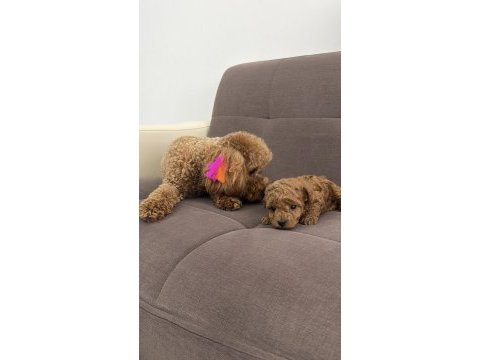 2 aylık toy poodle