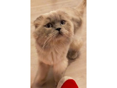 Mavi gözlü scottish fold blue point yetişkin
