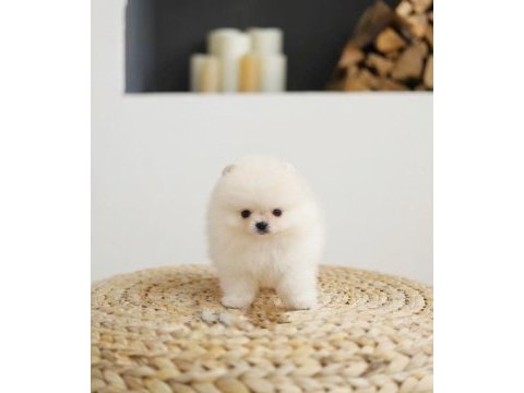 Daha iyisi yok kar beyaz ayı surat pomeranian boo!