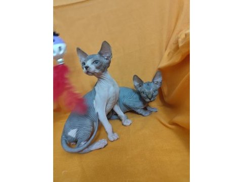 Sphynx home 2 aylık bebekler