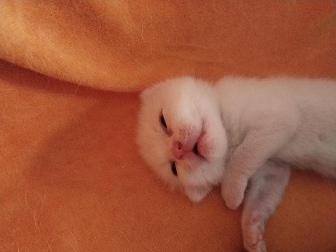 British shorthair yavrularımızı sahiplendiriyoruz
