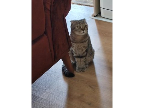 Sahiplendirilecek yetişkin sakin scottish fold