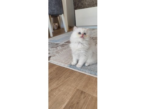 Safkan ırk sağlık garantili british longhair