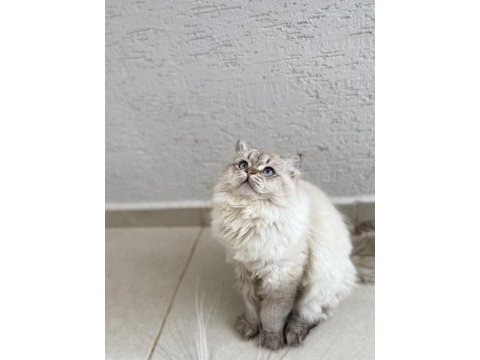 British shorthair ücretsiz sahiplendirilecektir
