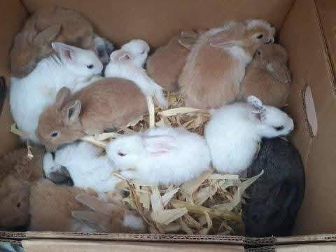 Sevimli yavru tavşanlar yeni yuvalarını arıyor