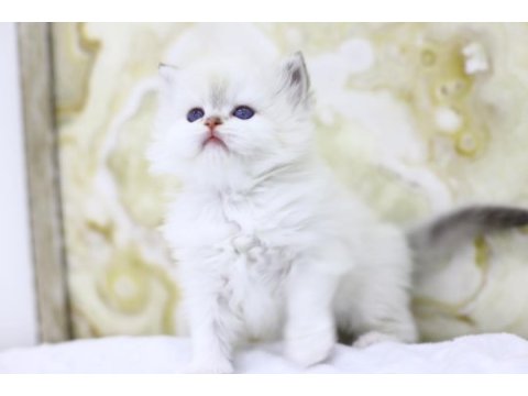 Gülen british longhair tostikler