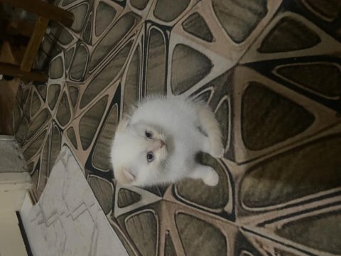 Ücretsiz sahiplendirme scottish fold