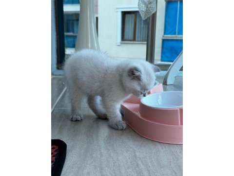 Bücür scottish fold iki buçuk aylık