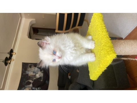 Mükemmel ragdoll yavrular