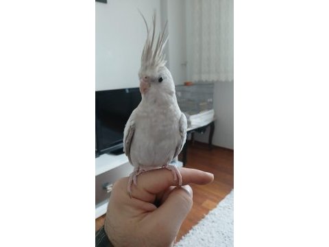 1 yaşında elden omuzdan inmez ful evcil dişi wf pearl sultan