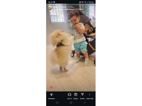 Minyatür pomeranian boo erkek 1 yaş boy 25 cm