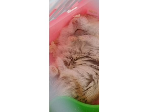 Gonzalez hamster sütlü kahve