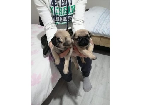 Muhteşem pug mops bebeklerimiz