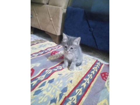 2 aylık erkek tekir kedimiz çok oyuncu ve akıllı