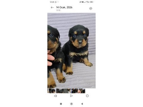 A plus kalite macar rottweiler yavrular