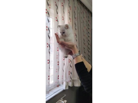 Safkan ırk garantili yeşil gözlü güzel scottish straight kız