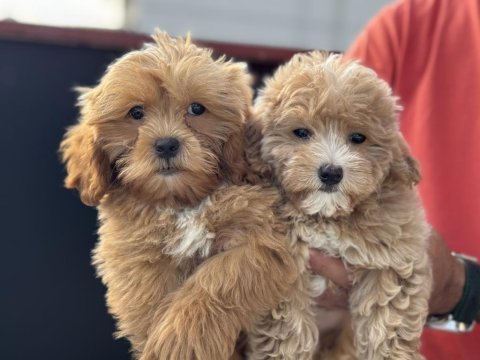 Wc eğitimli aşılı pasaportlu maltipoo yavrularımız