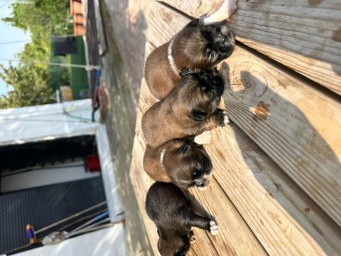 45 günlük erkek dişi pekinez yavruları