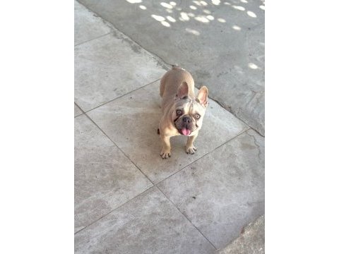 Köpeğimiz mia hanım yeni yuvasını arıyor