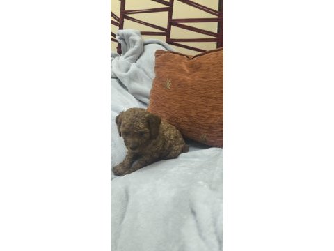 Bebek köpeklerim siz yeni ailesiyle tanışmaya hazır